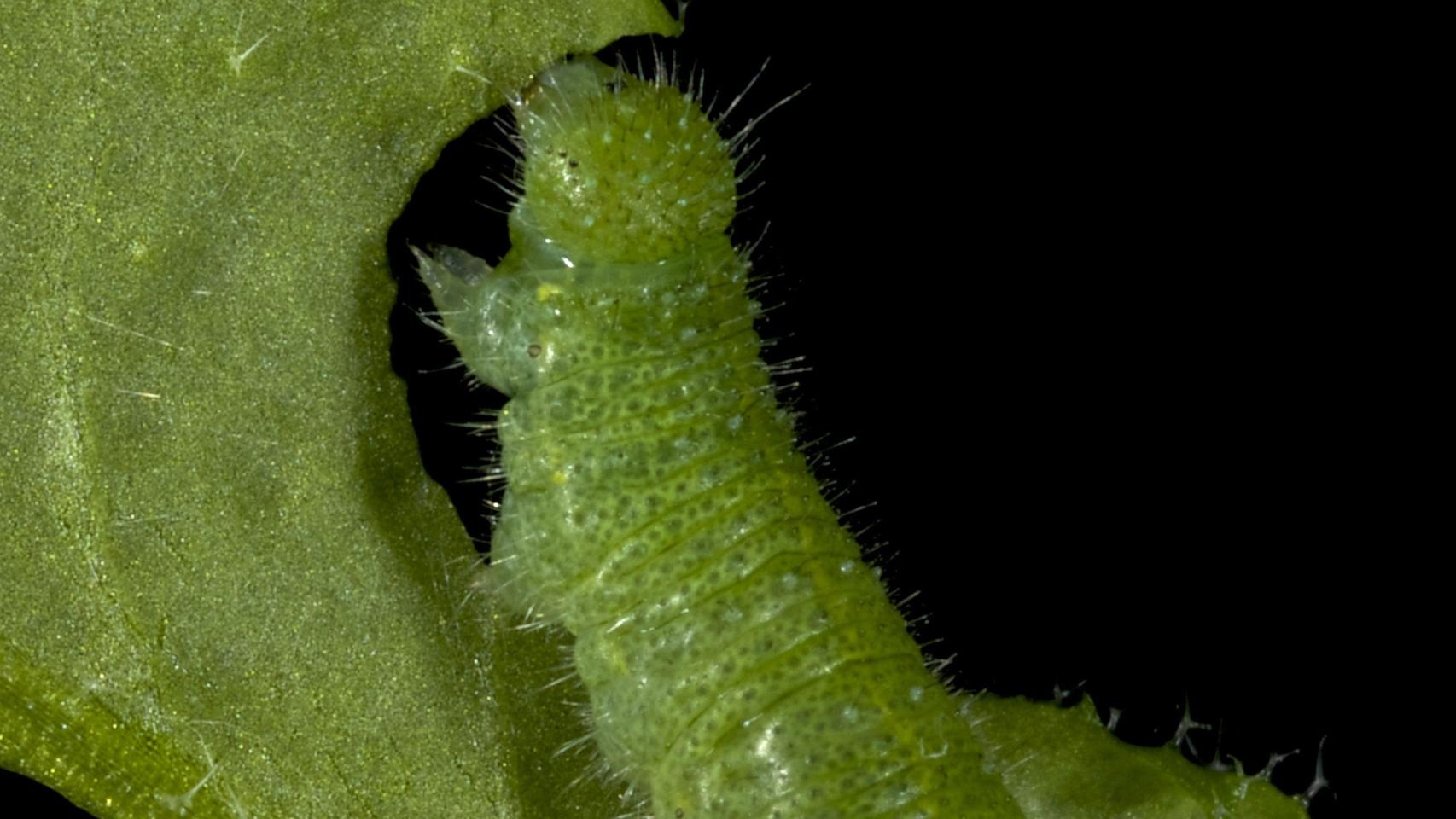 Algunas plantas se defienden de sus depredadores.