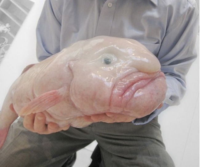 Blobfish_2