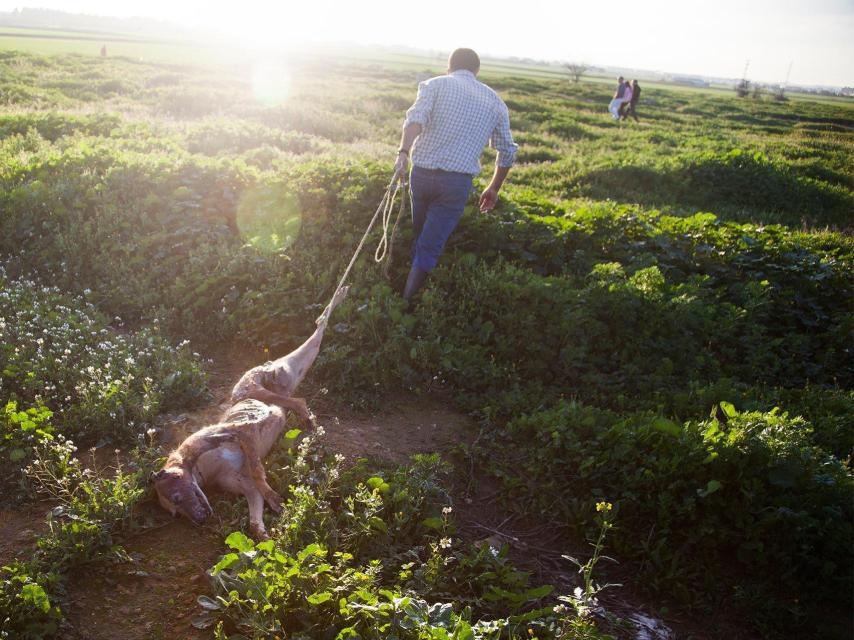 El cadáver de una galga preñada, y sin restos de sus cachorros, es arrastrado con una cuerda, desde una finca propiedad de un galguero, para ser depositado sobre un vertedero de de basuras en el termino municipal de Alcalá de Guadaíra (Sevilla)