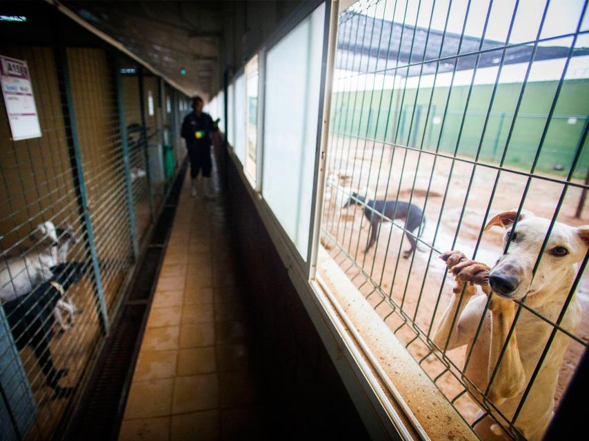 Perreras de la Fundación Benjamin Menhert que atiende anualmente a más de un millar de galgos.