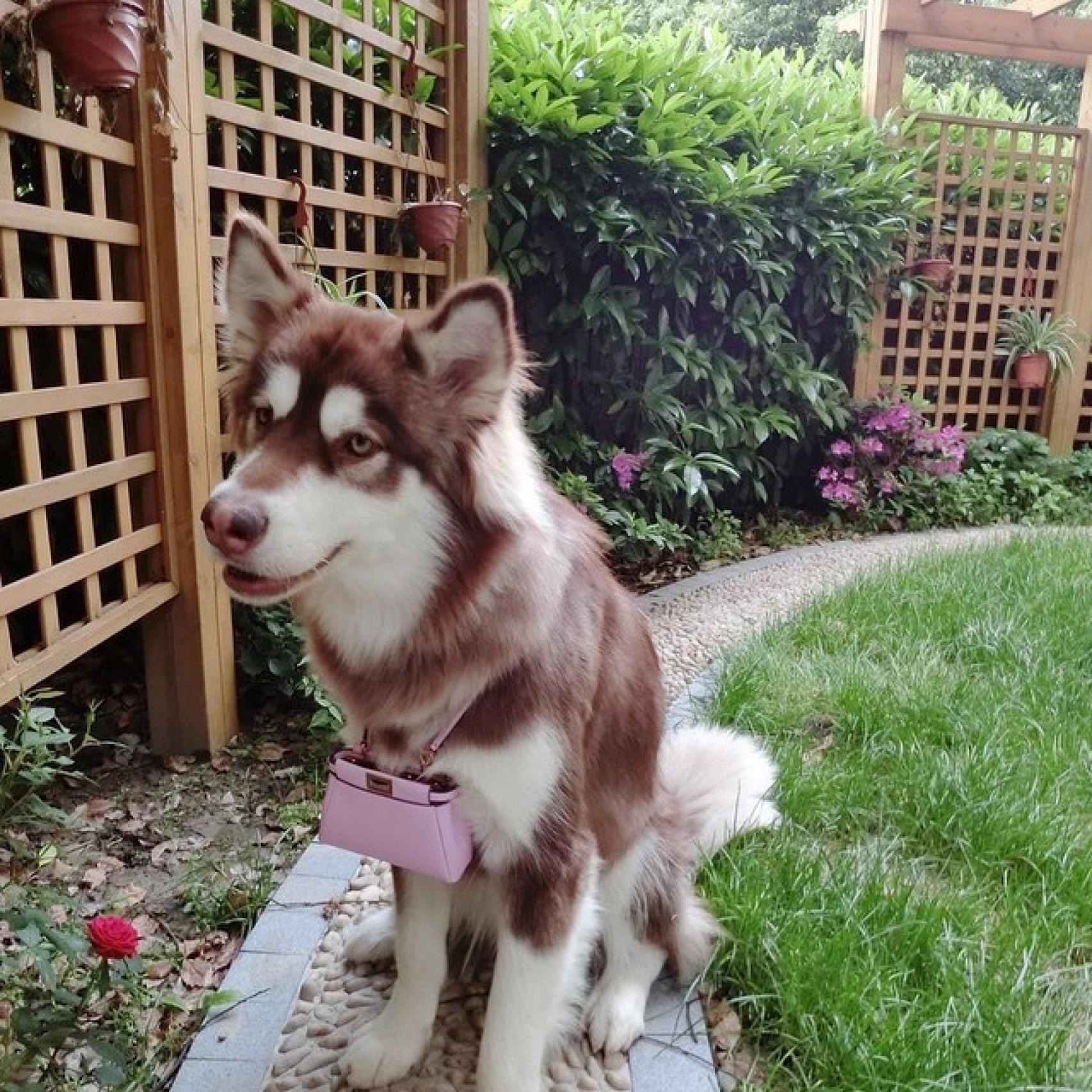 Coco, el perro de Wang Jr. con bolso de marca