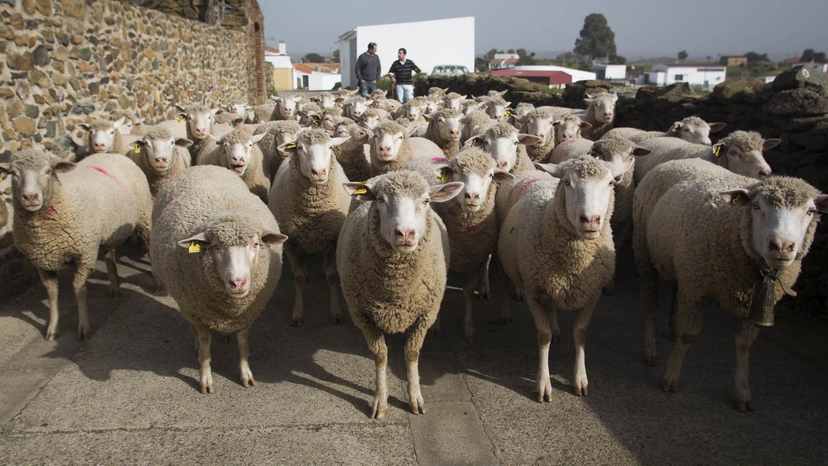 Las ovejas de El Madroño