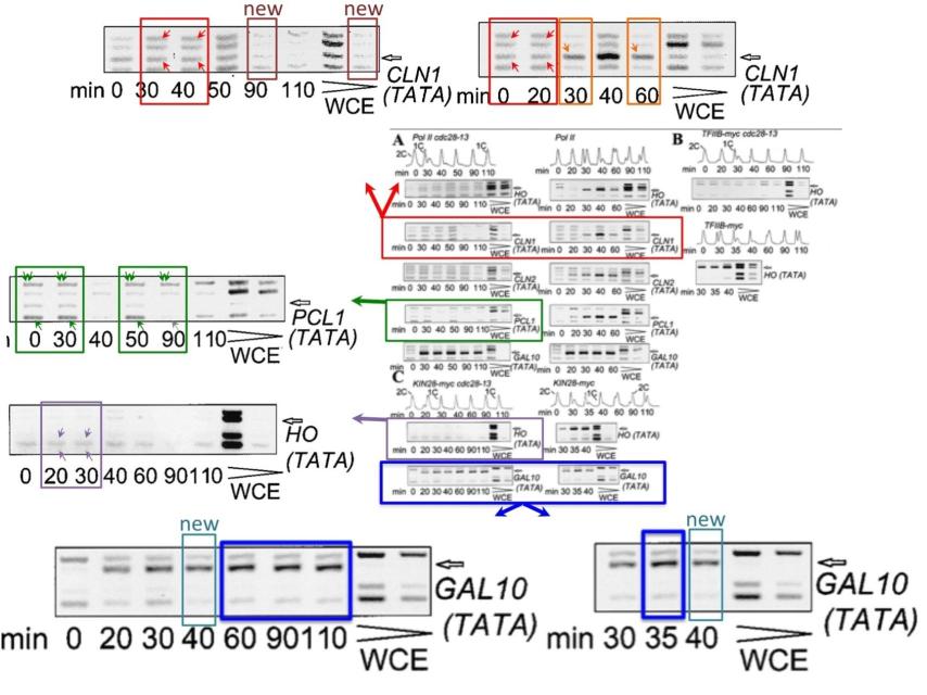 Imagen de unas bandas de gel investigadas por los internautas.