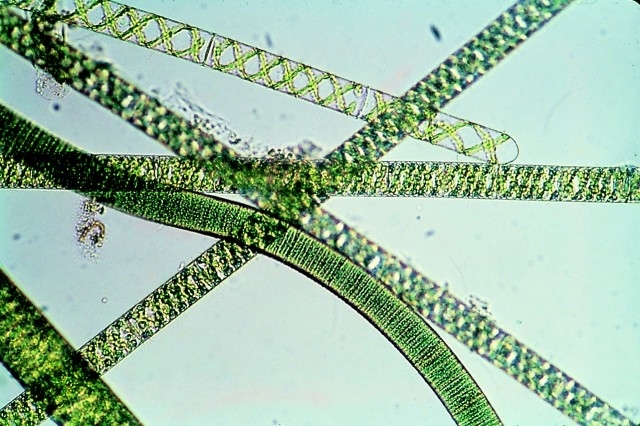 espirulina micro (2)