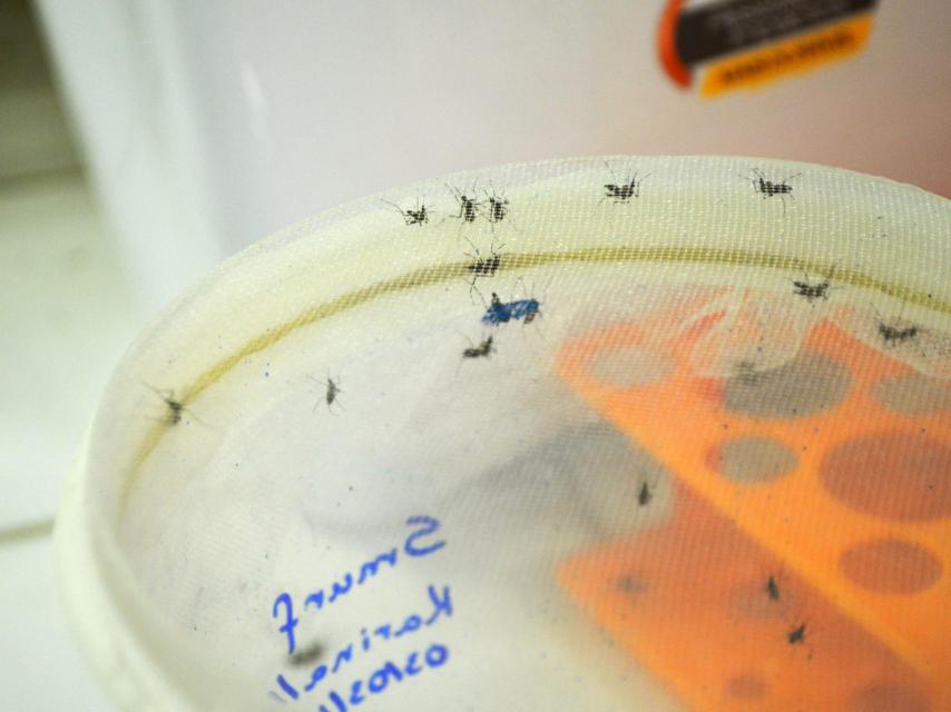 Mosquitos expuestos a la sustancia.