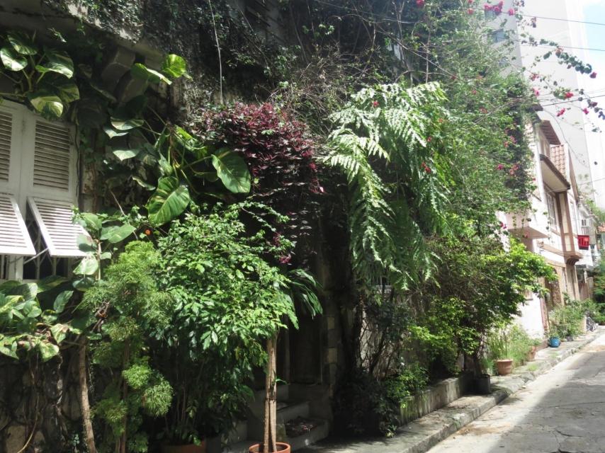 Vegetación en una calle cercana a Copacabana.