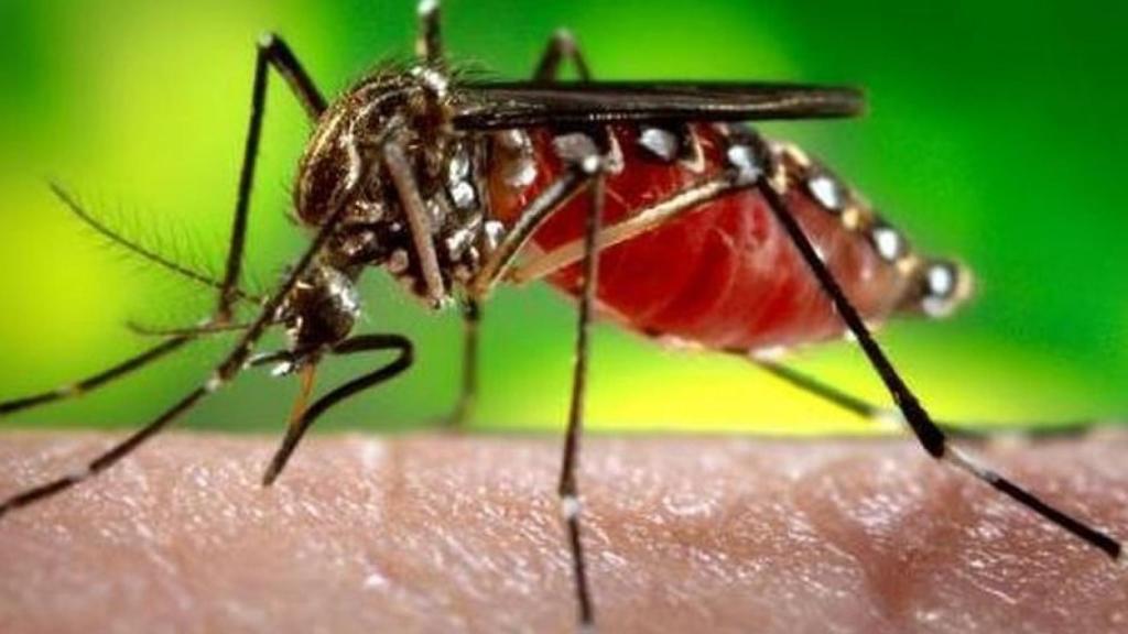 mosquito-dengue