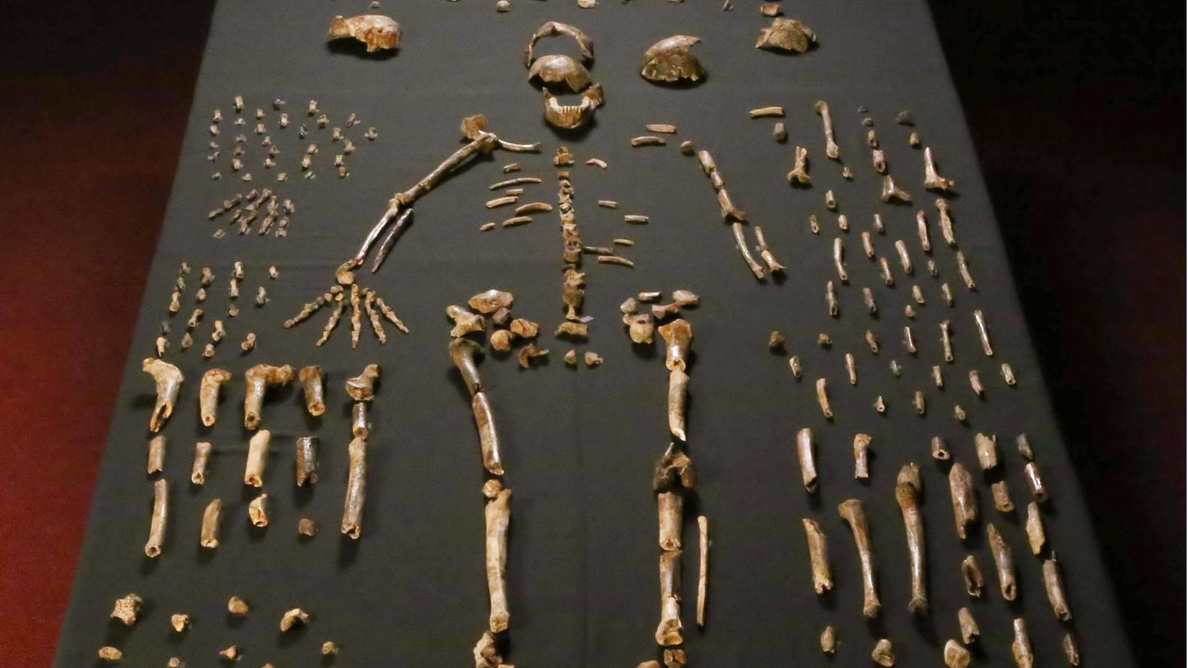 Esqueleto de Homo naledi.