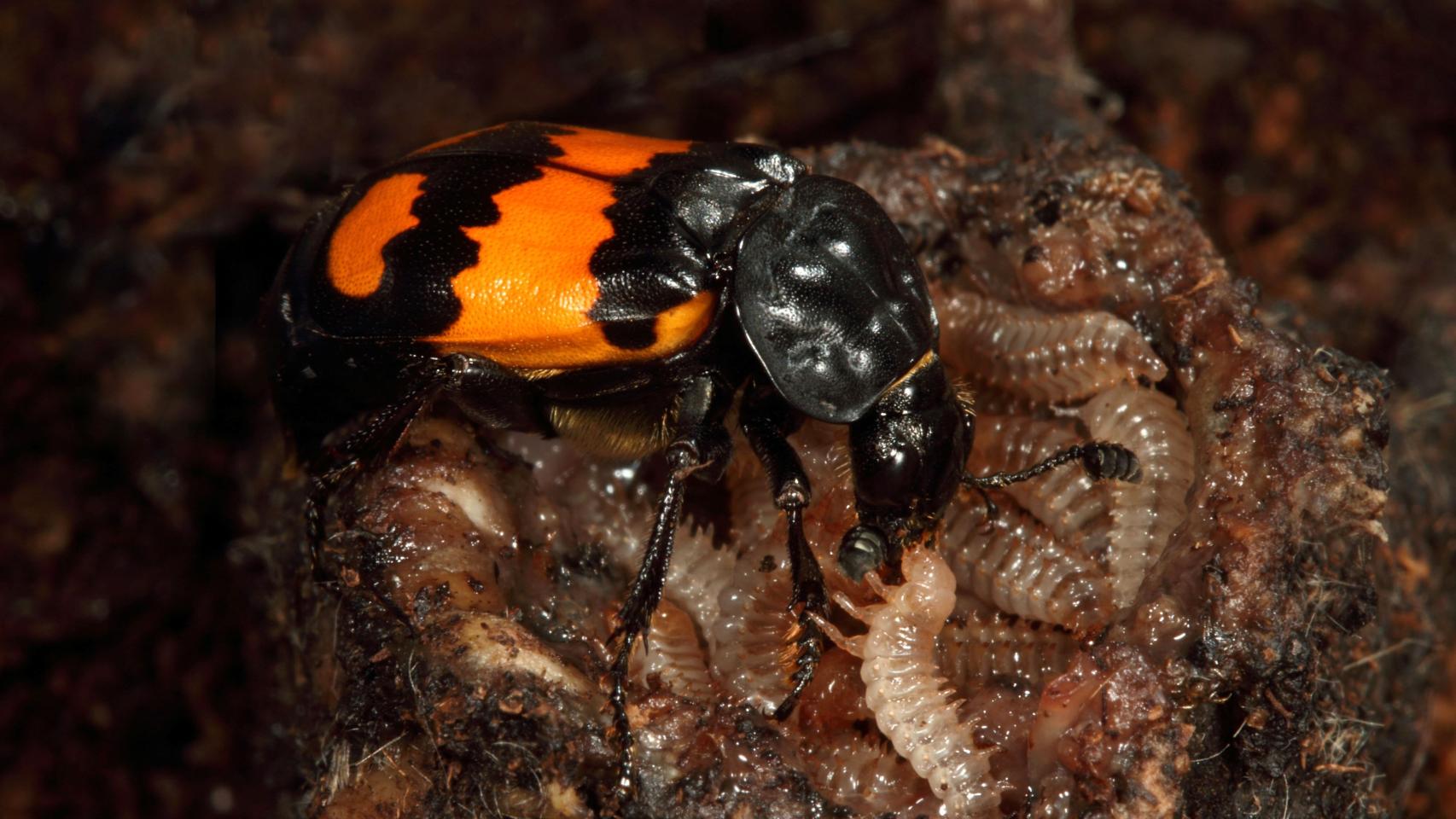 Una ejemplar de Nicrophorus vespilloides alimentando a sus crías.