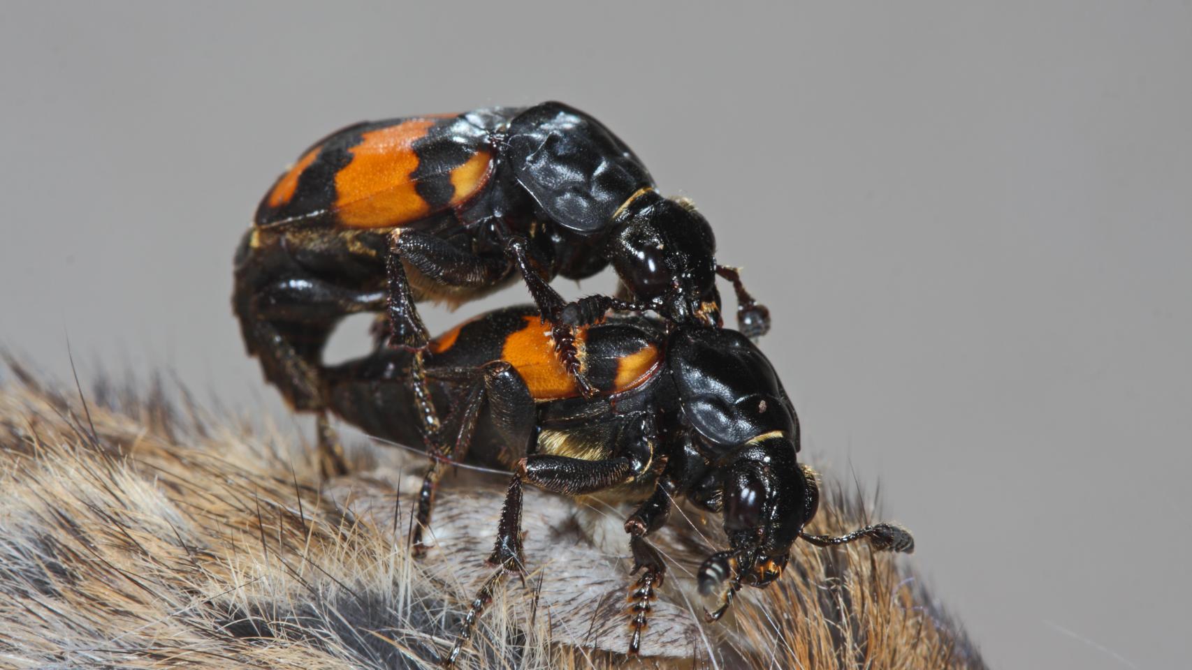 Dos ejemplares de Nicrophorus vespilloides en plena copulación.