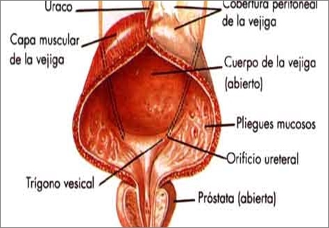 vejiga (2)