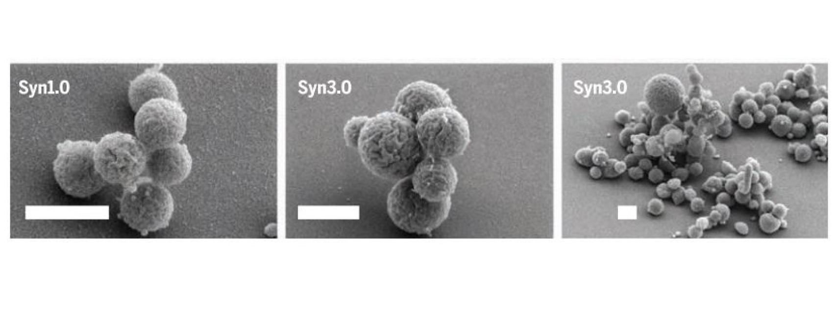 A la izquierda, la primera bacteria artificial. Centro y derecha, la actual versión 3.0