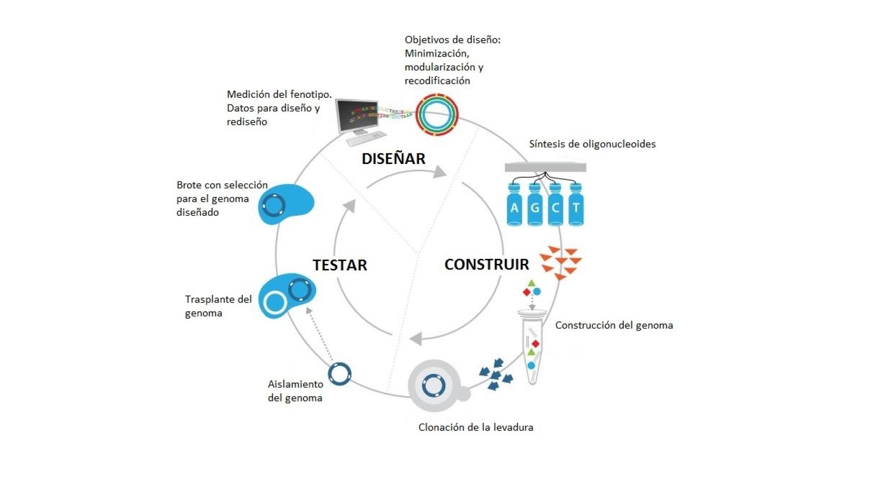 Ciclo de desarrollo de la bacteria sintética.