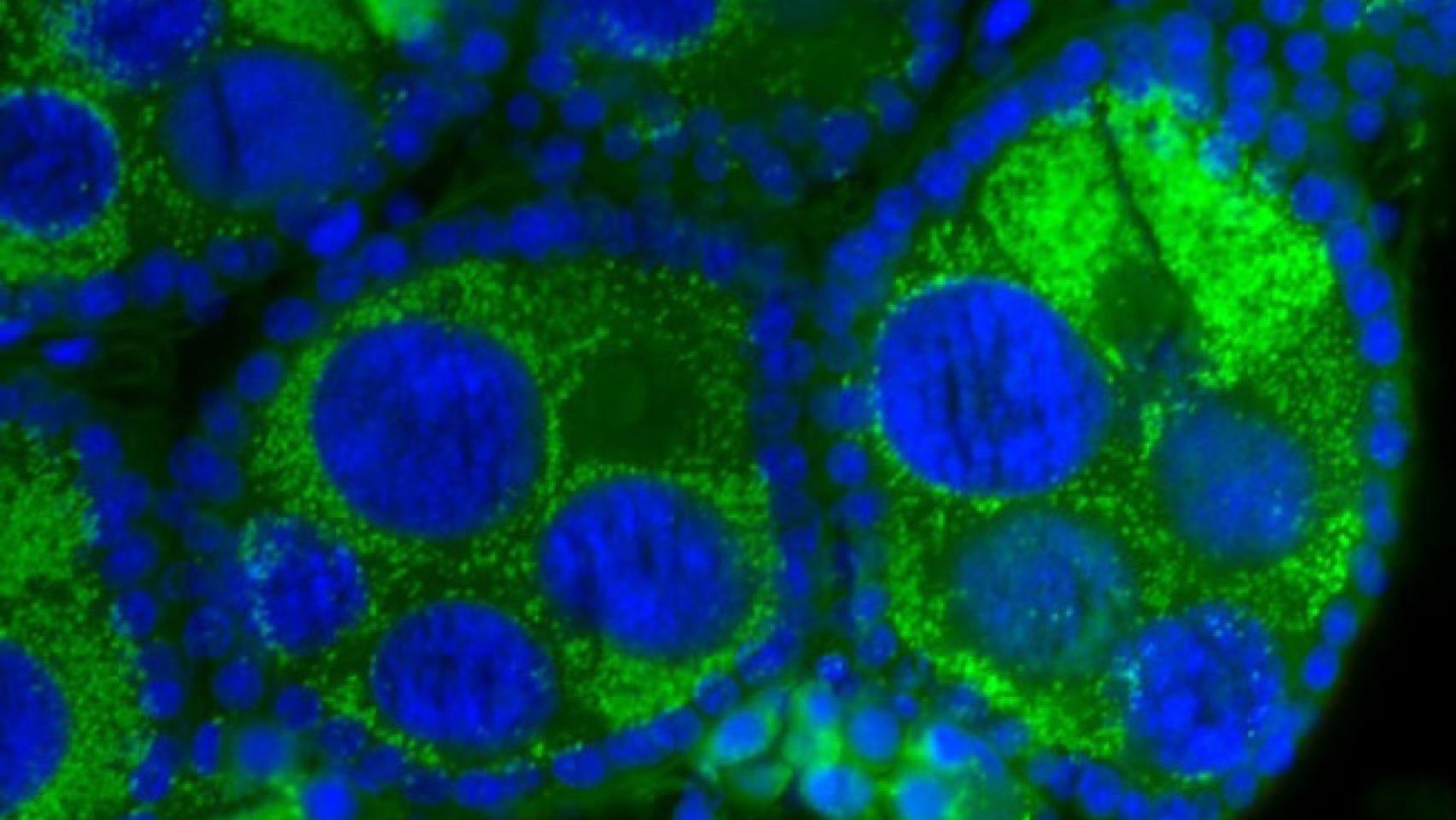 Células del mosquito Aedes aegypti con Wolbachia, en color verde.
