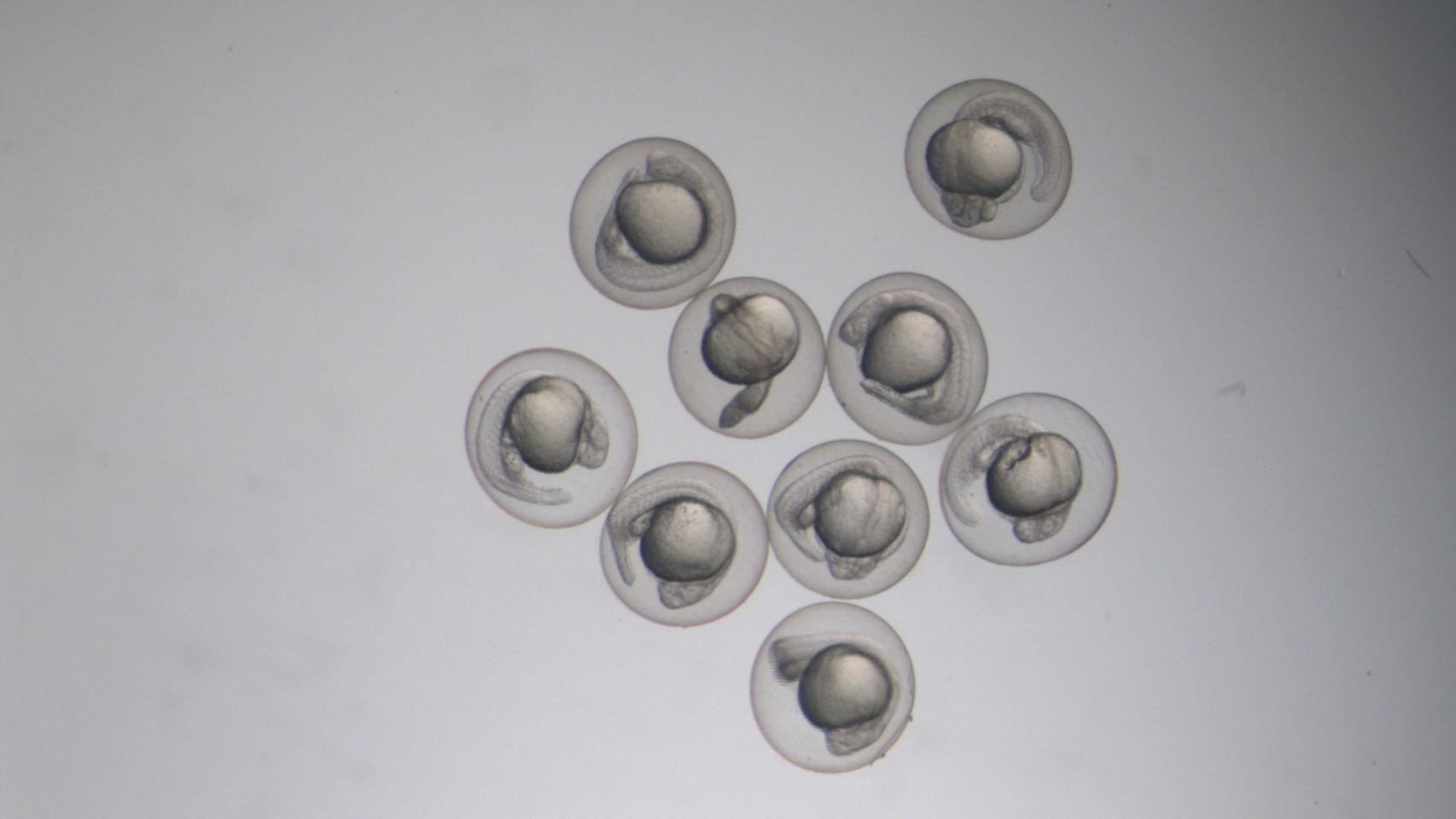 Embriones de pez cebra.