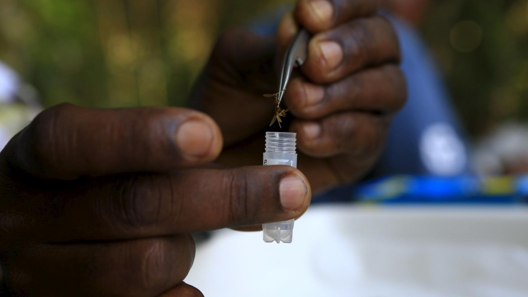 Investigador guarda un mosquito de muestra en el bosque de Zika, en Uganda.