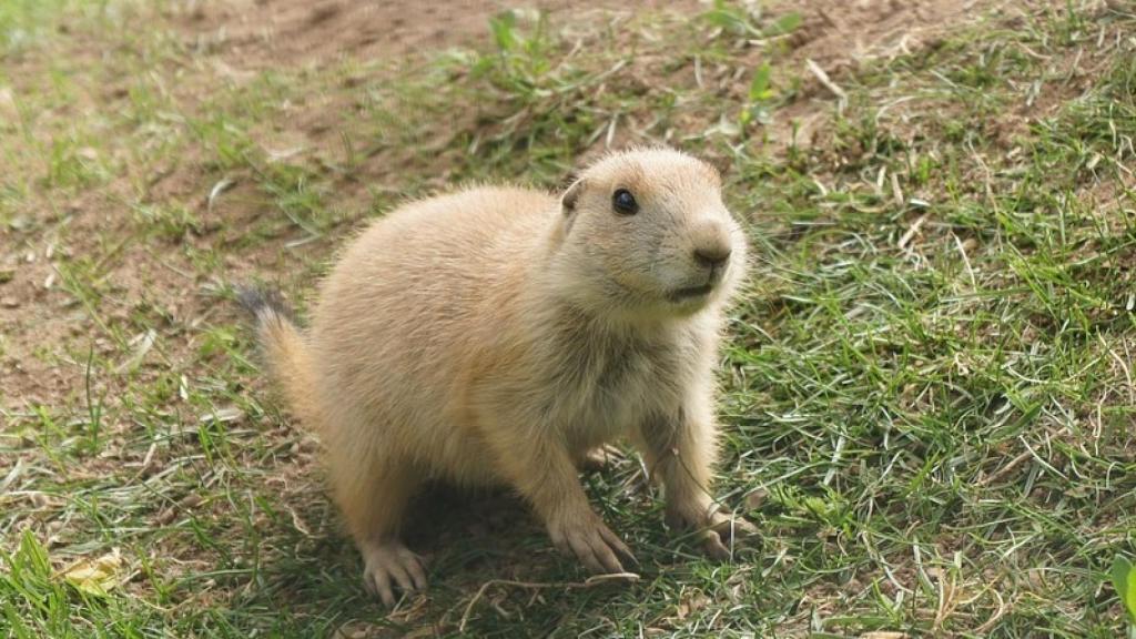 perrito de las praderas