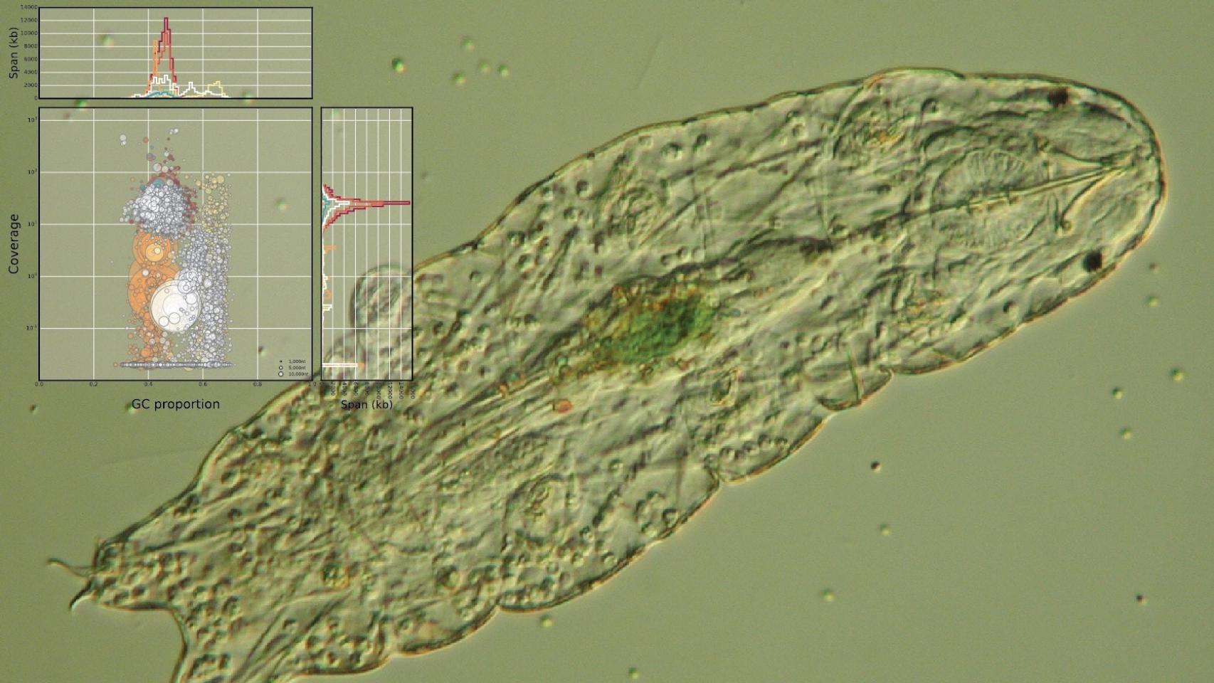 Nuevo análisis del genoma del tardígrado.