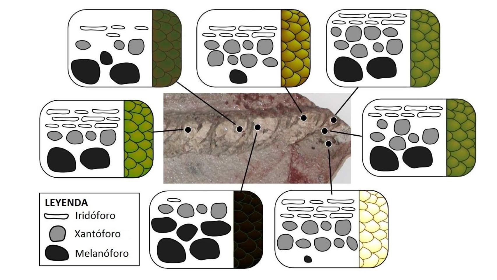 Esquema de estructuras celulares y sus correspondientes colores.