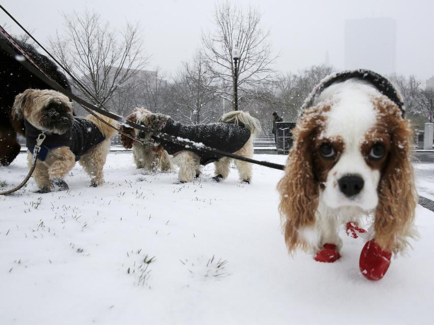 Perros pequeños, los dueños del futuro.