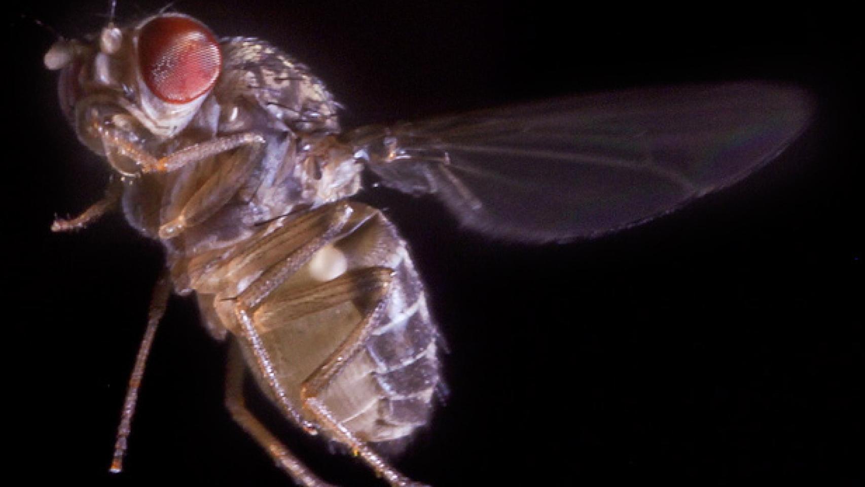 La mosca de la fruta es un modelo experimental muy utilizado.