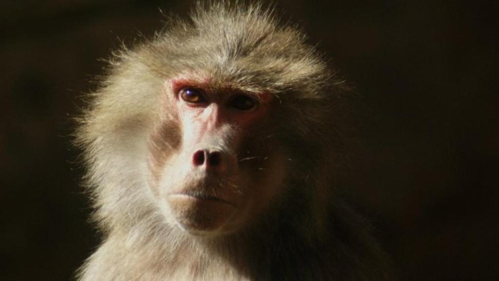 mono-babuino