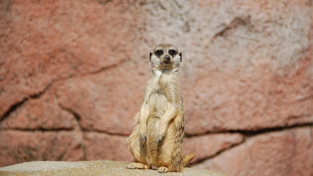 Ejemplar de suricato.