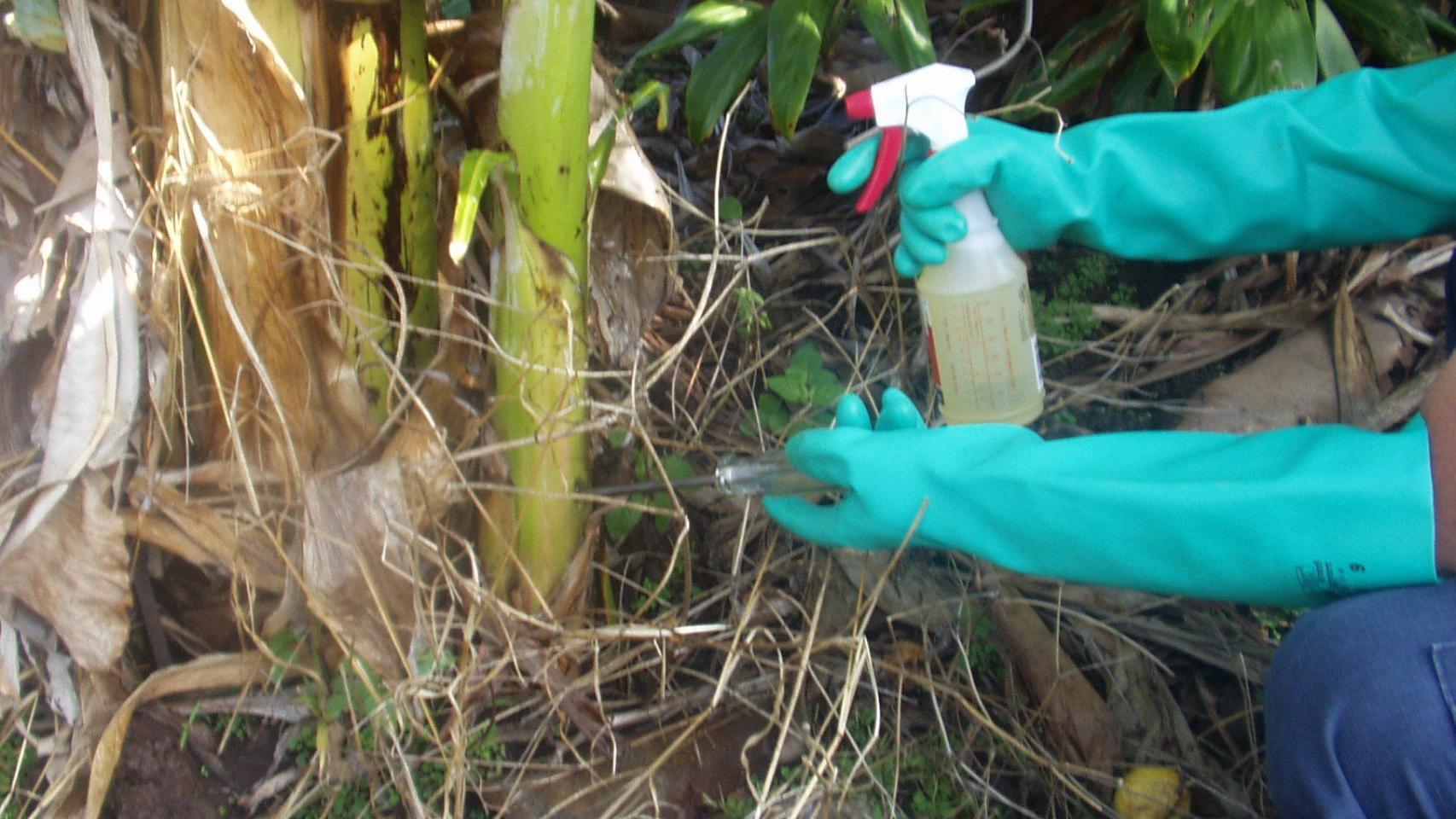 Un agricultor rocía con glifosato en una platanera.