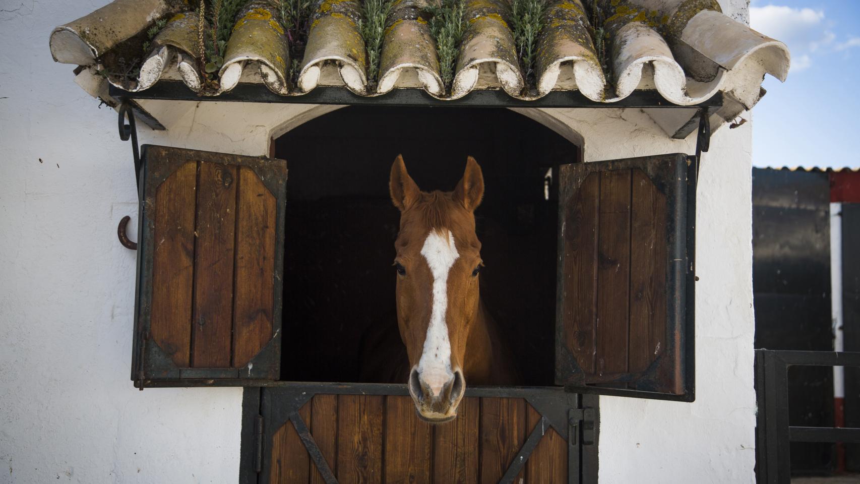 El padre de Hito descansa.
