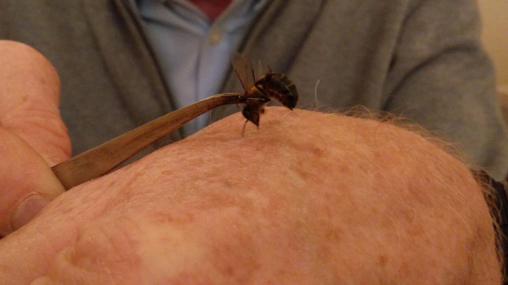 Una abeja en las pinzas de Pedro Pérez