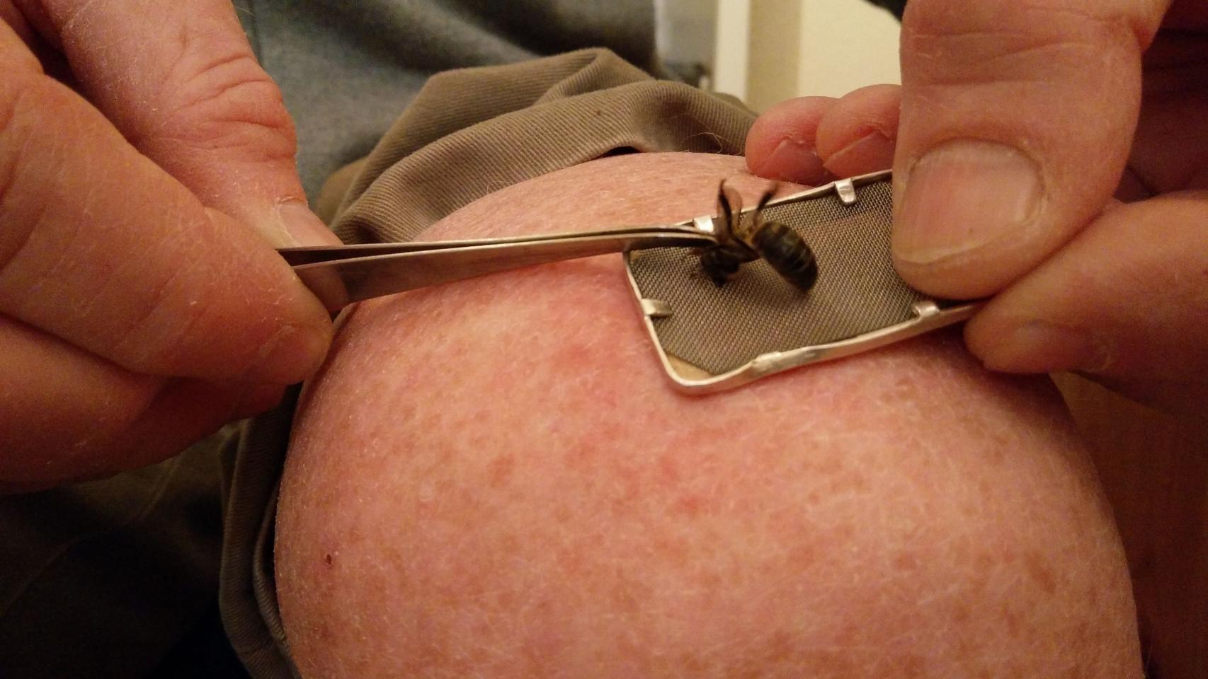 La rejilla evita que la abeja pierda el aguijón