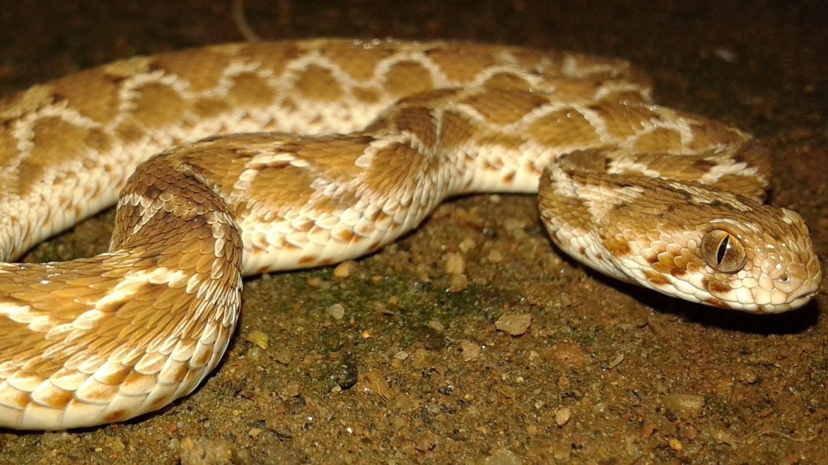 Una víbora gariba o Echis carinatus.