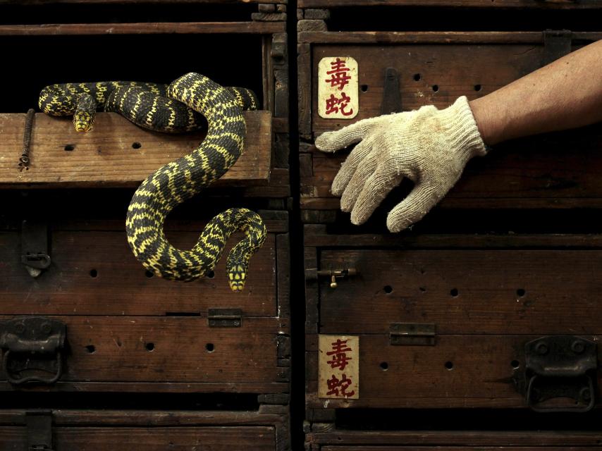 Serpientes venenosas en una tienda de Hong Kong.