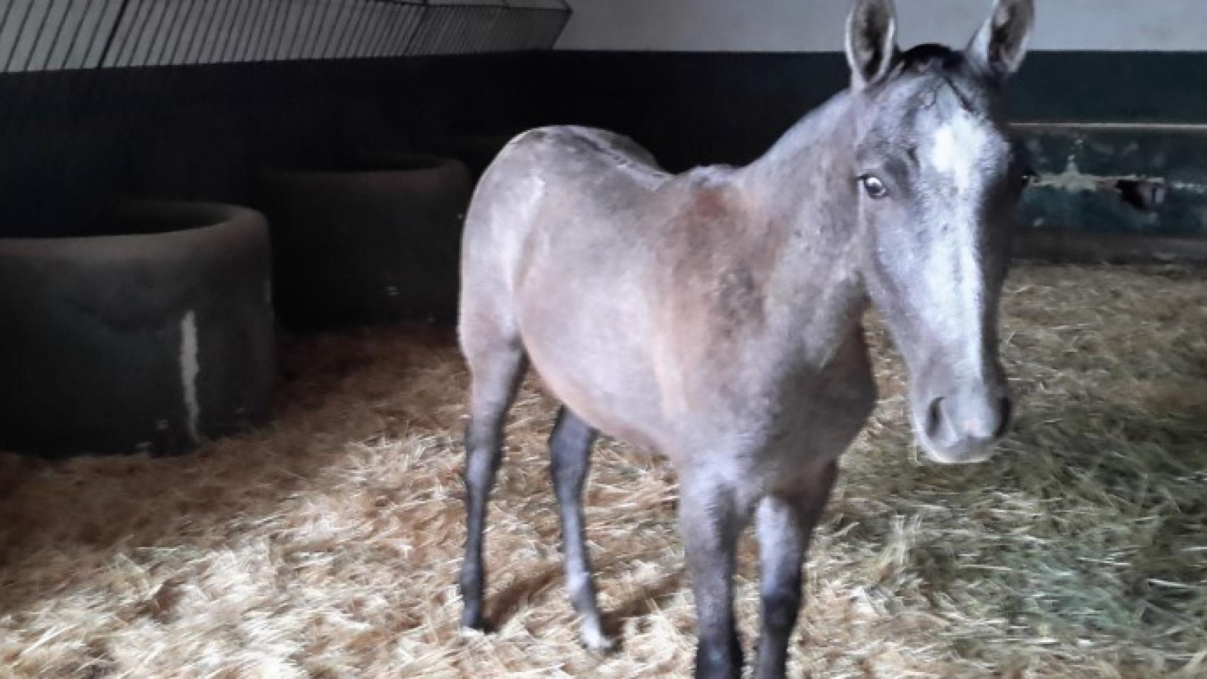 Potro de pura raza pendiente de valoración