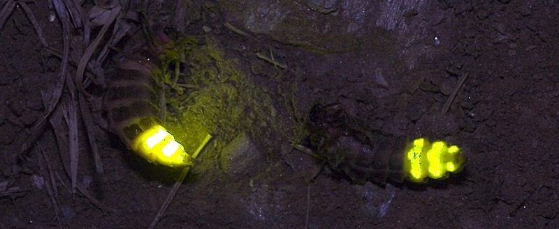 luciernaga-lampyris_noctiluca