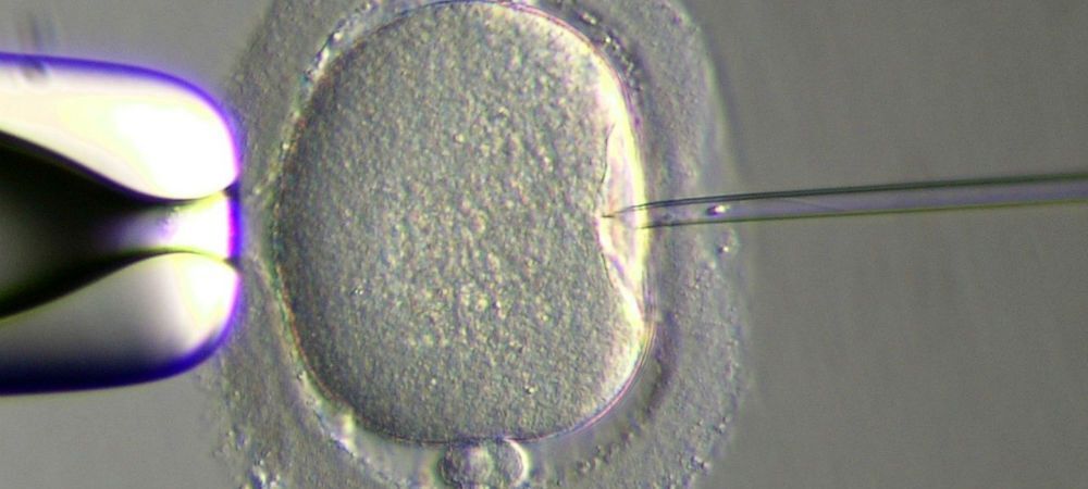 fecundacion-in-vitro-6
