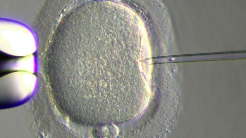fecundacion-in-vitro-6