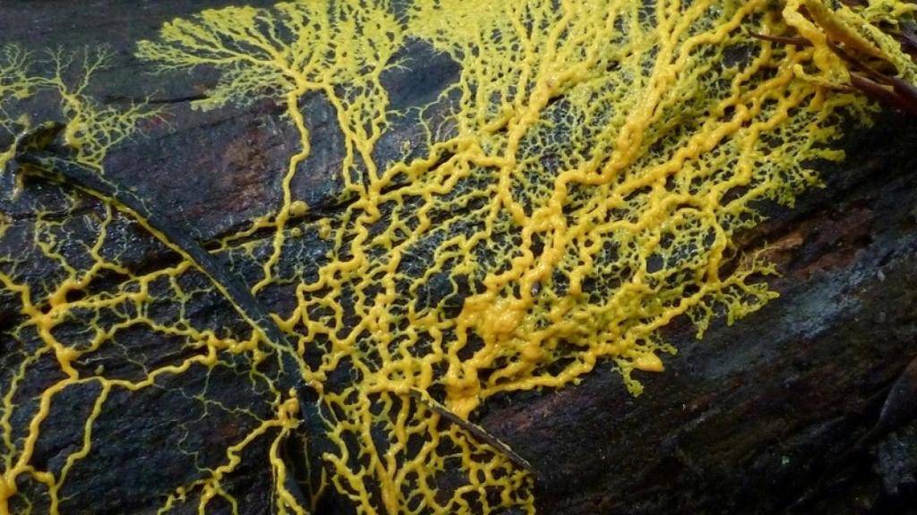 Physarum_polycephalum2