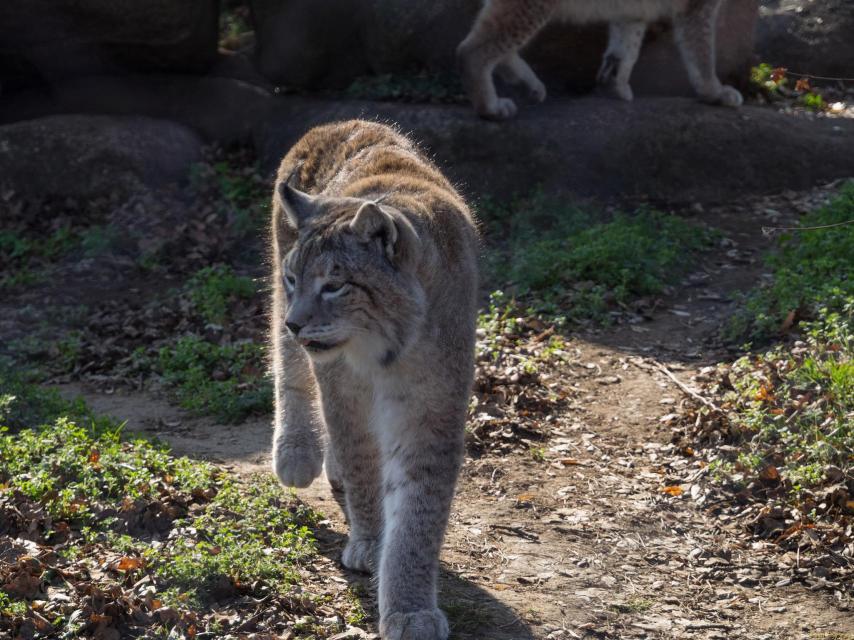 Un lince ibérico en el Centro de Naturaleza Cañada Real