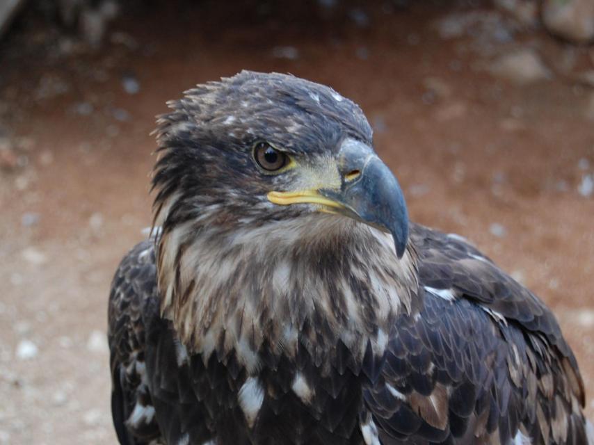 Un águila imperial posada en el suelo.