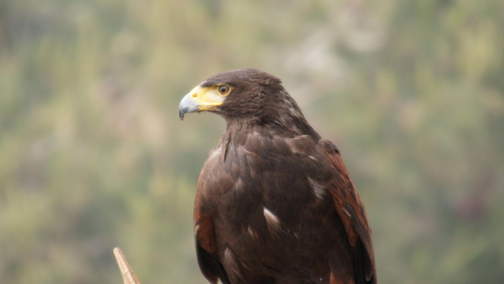 Un ejemplar de águila imperial.