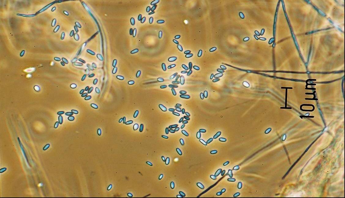 verticillium lecanii