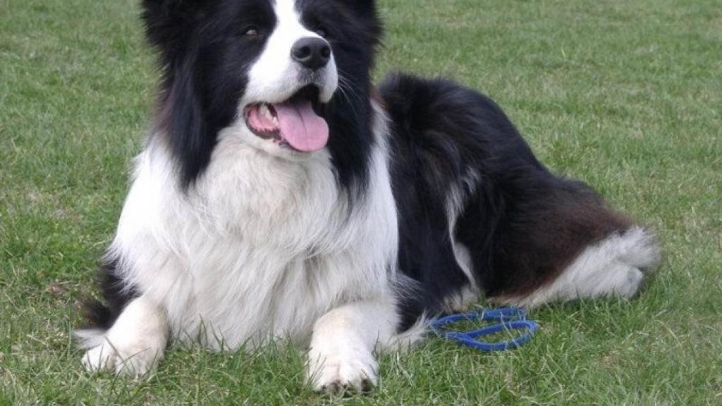 border_collie-680x515