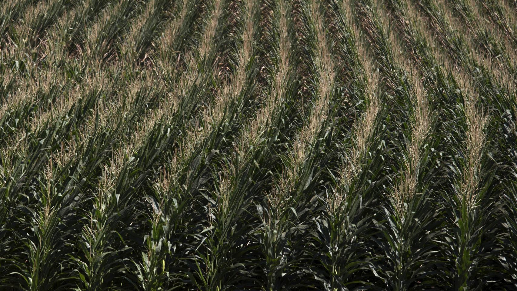Cultivo de maíz transgénico en Iowa, EEUU.