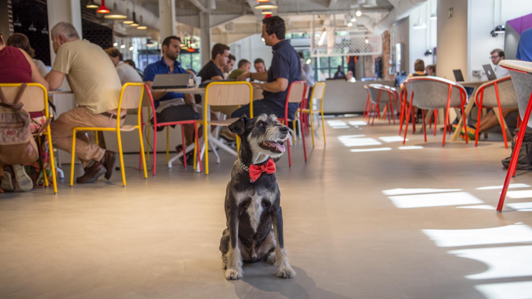 Colega, un can, compartiendo espacio con otras personas en un local de coworking. /