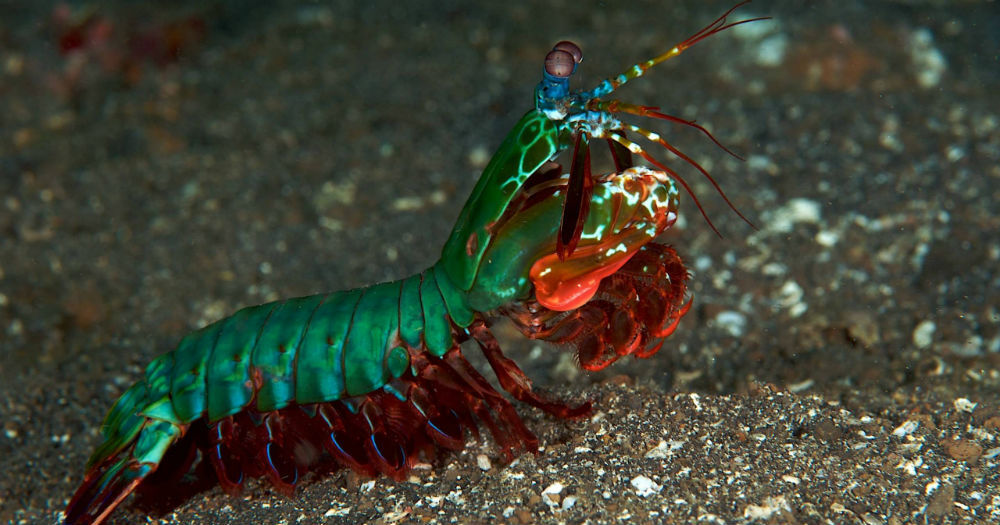 Gamba-mantis-pavo-real