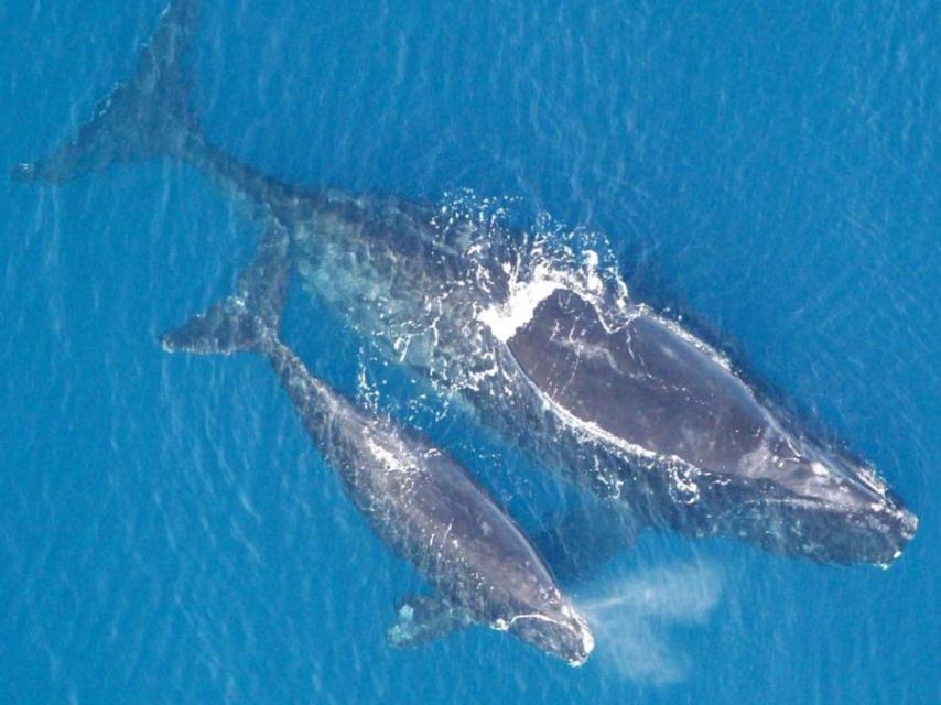 Ballena franca glacial (Eubalaena glacialis).