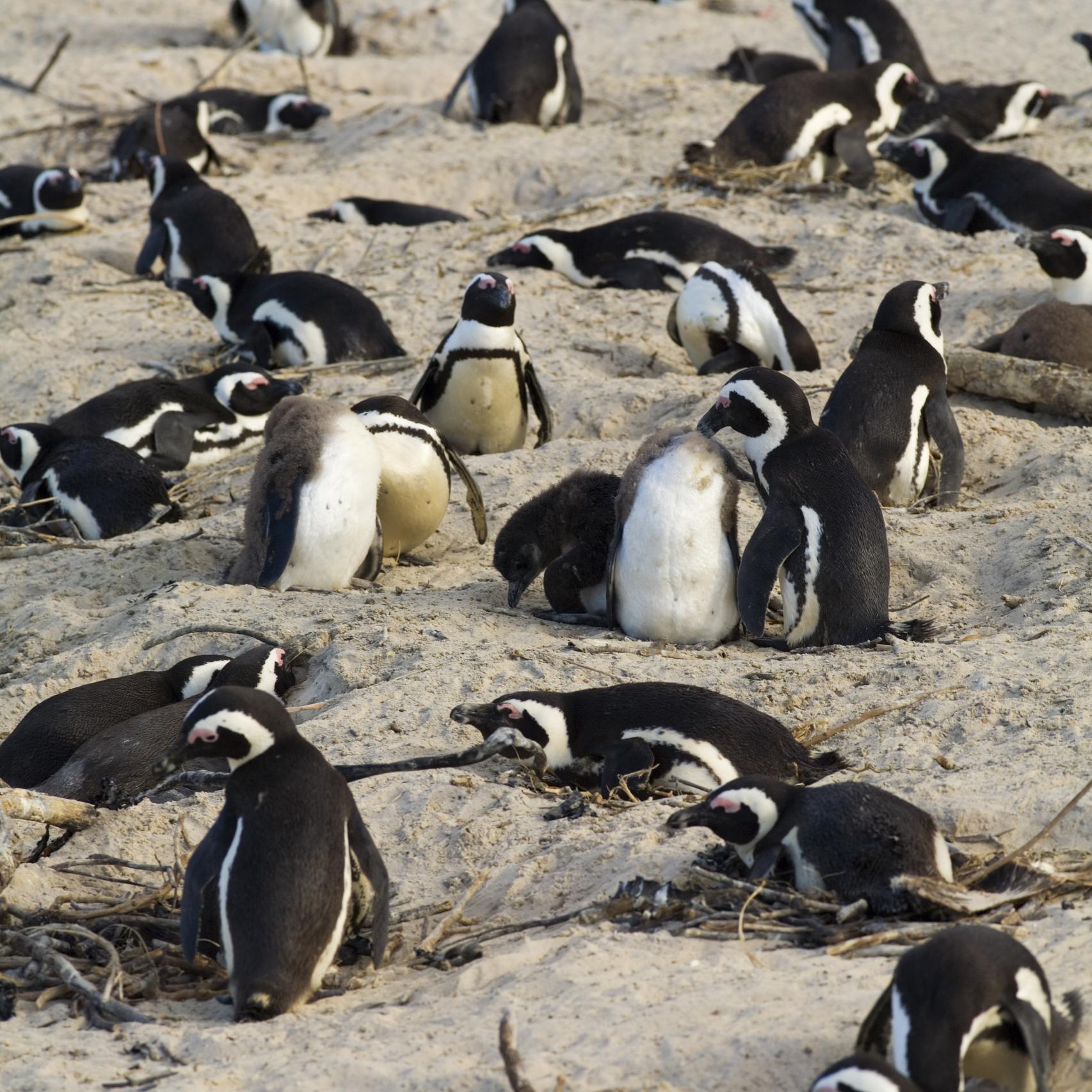 Deja que las ballenas se acerquen a ti