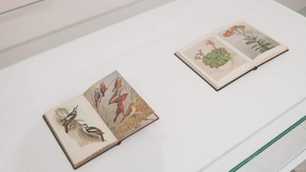 Image: Lecciones de museología emocional