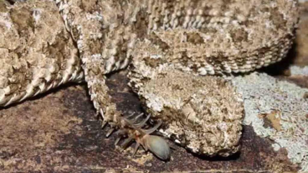 vibora_cola_de_araña